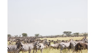 mountkilimanjaro-sightseeing