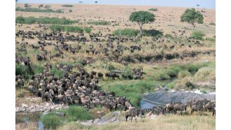 amboselinationalpark-sightseeing