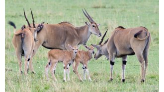 masaimara-sightseeing