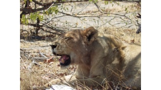 windhoek-sightseeing