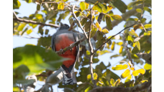 pantanal-sightseeing