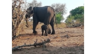 etoshanationalpark-sightseeing