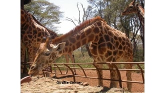 mombasa-sightseeing