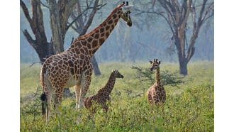 nairobi-sightseeing