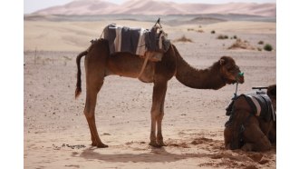 marrakech-sightseeing