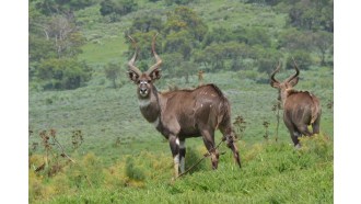 addisababa-sightseeing