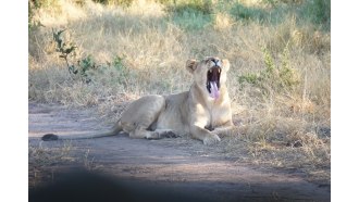 victoriafalls-sightseeing