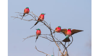 maun-sightseeing