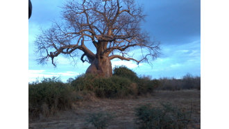 livingstone-sightseeing