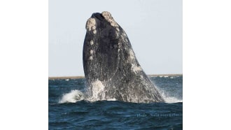 puertomadryn-sightseeing