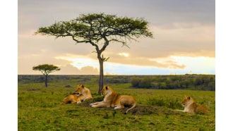 masaimara-sightseeing