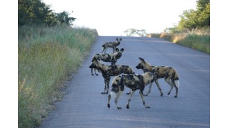 victoriafalls-sightseeing