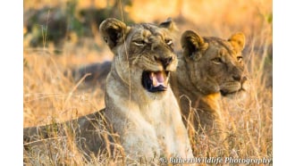 krugernationalpark-sightseeing