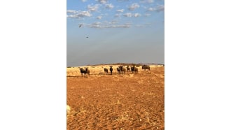 sossusvlei-sightseeing