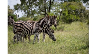 balulegamereserve-sightseeing