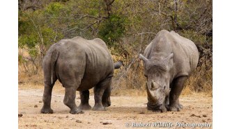 krugernationalpark-sightseeing