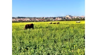 toledo-sightseeing