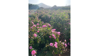 taif-sightseeing