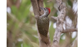 rivergambianationalpark-sightseeing