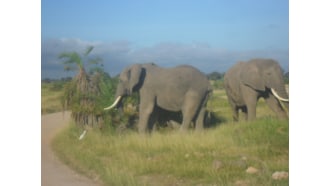 amboselinationalpark-sightseeing