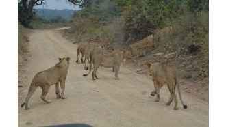 masaimara-sightseeing