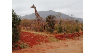 wasiniisland-sightseeing