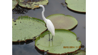 manaus-sightseeing