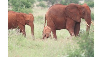 nairobi-sightseeing