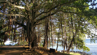 curepipe-sightseeing