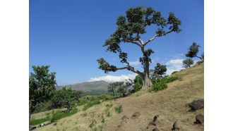 addisababa-sightseeing