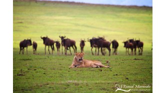 serengetinationalpark-sightseeing