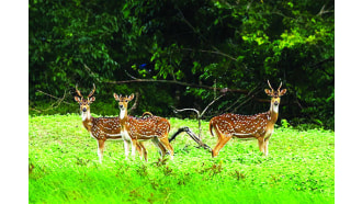 khulna-sightseeing