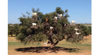 marrakech-sightseeing