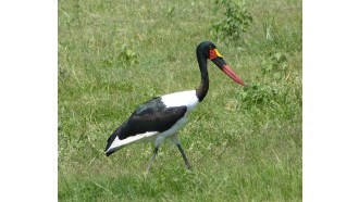 mountkenya-sightseeing