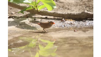 rivergambianationalpark-sightseeing