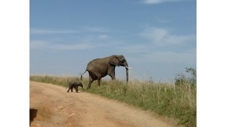 nairobinationalpark-sightseeing