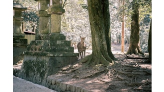 kyoto-sightseeing