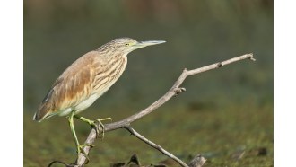 danubedelta-sightseeing