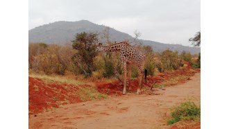 wasiniisland-sightseeing