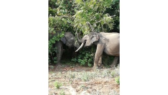 sigiriya-sightseeing