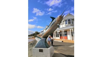 paihia-sightseeing