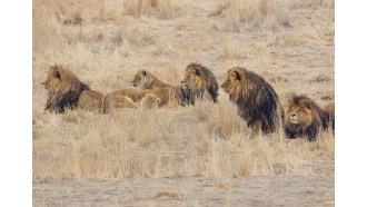 masaimara-sightseeing