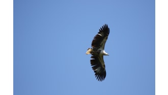 naivasha-sightseeing