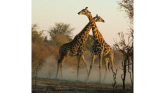 gaborone-sightseeing