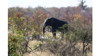 krugernationalpark-sightseeing