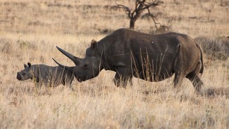 masaimara-sightseeing