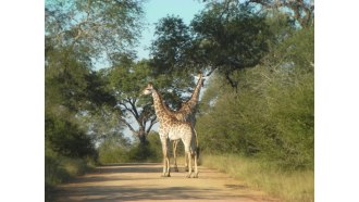 krugernationalpark-sightseeing