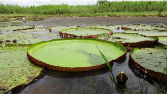 iquitos-sightseeing