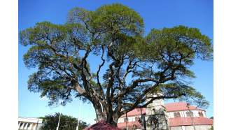 castries-sightseeing