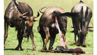 arusha-sightseeing